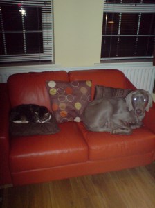 Max and Mittens share the sofa