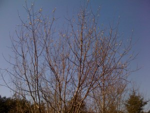 Bees buzzing around fluffy catkins