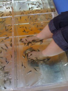 garra rufa fish gathering around my ankles