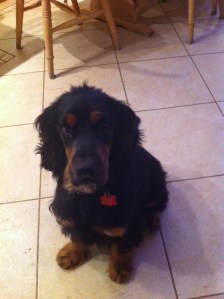 Mini the cocker spaniel