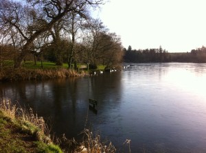 Swans and ducks struggling on a frozen lake surface