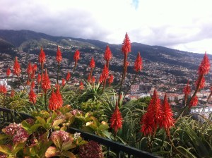 canaries 053