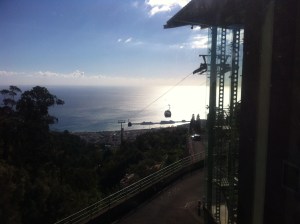 canaries 055
