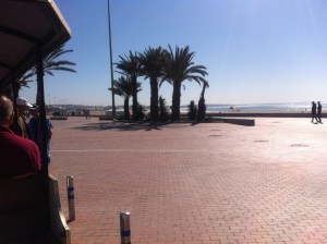 canaries 069