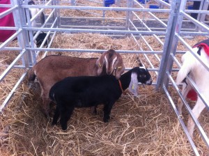 a pair of Nubian kids at the Balmoral Show