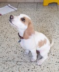 tobyvet